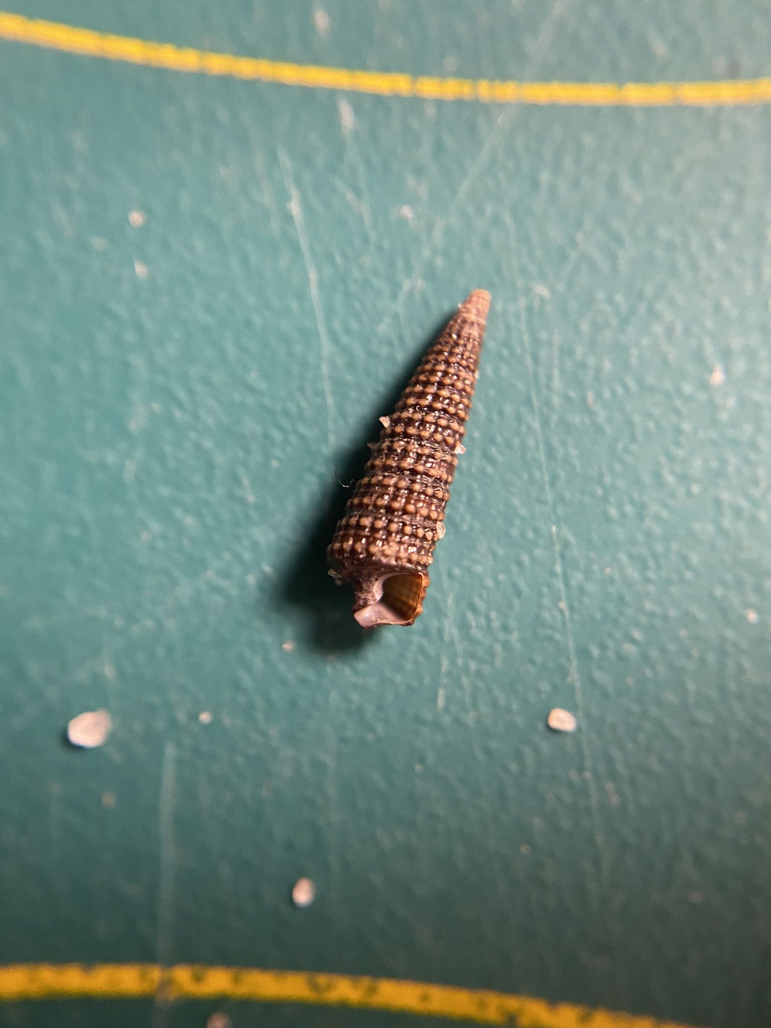 gbif image for Cerithiopsis emersoni