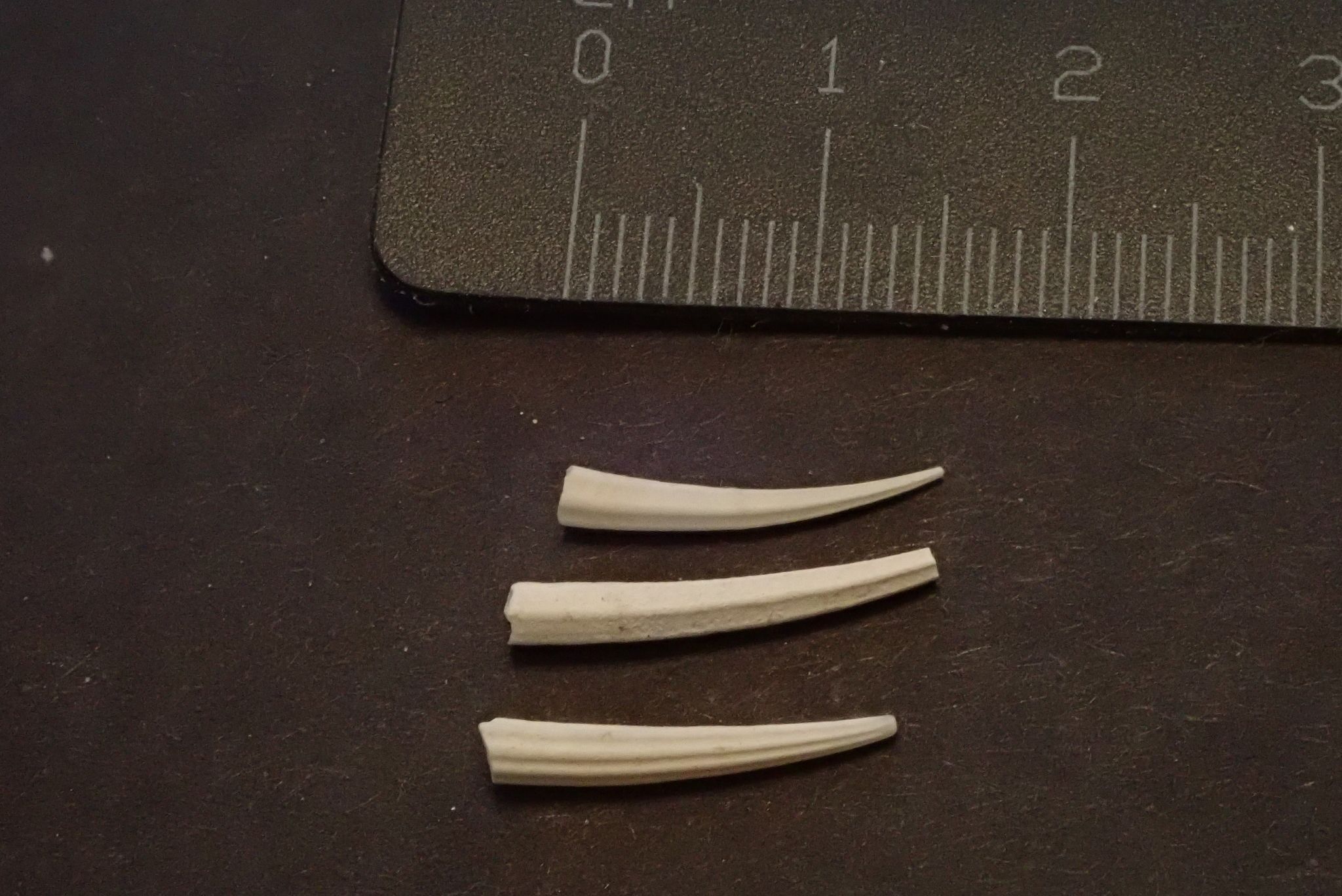 gbif image for Dentalium laqueatum