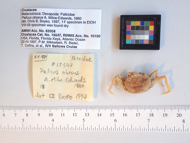 gbif image for Palicus obesus