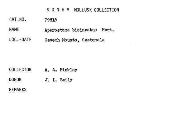 gbif image for Cyclotus bisinuatus