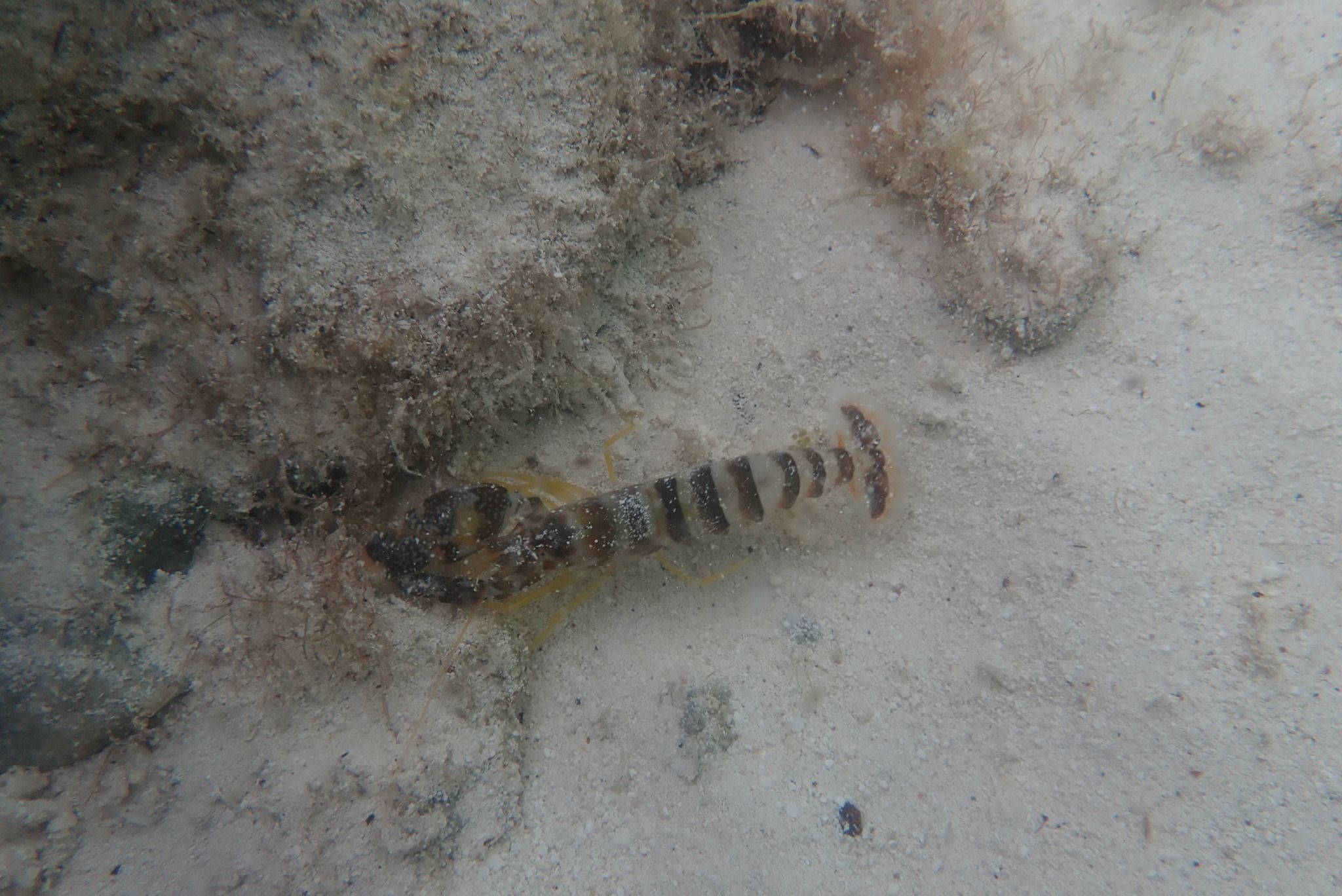 gbif image for Alpheus armillatus