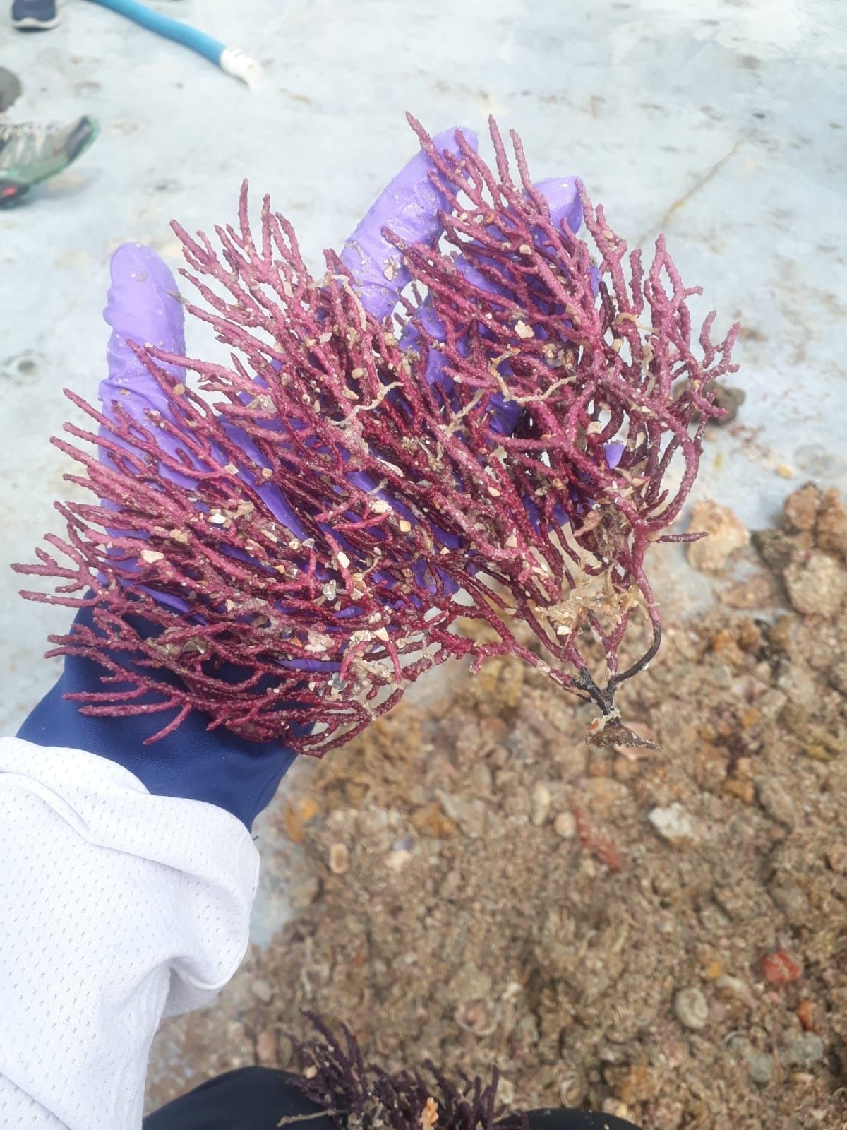 gbif image for Lophogorgia hebes