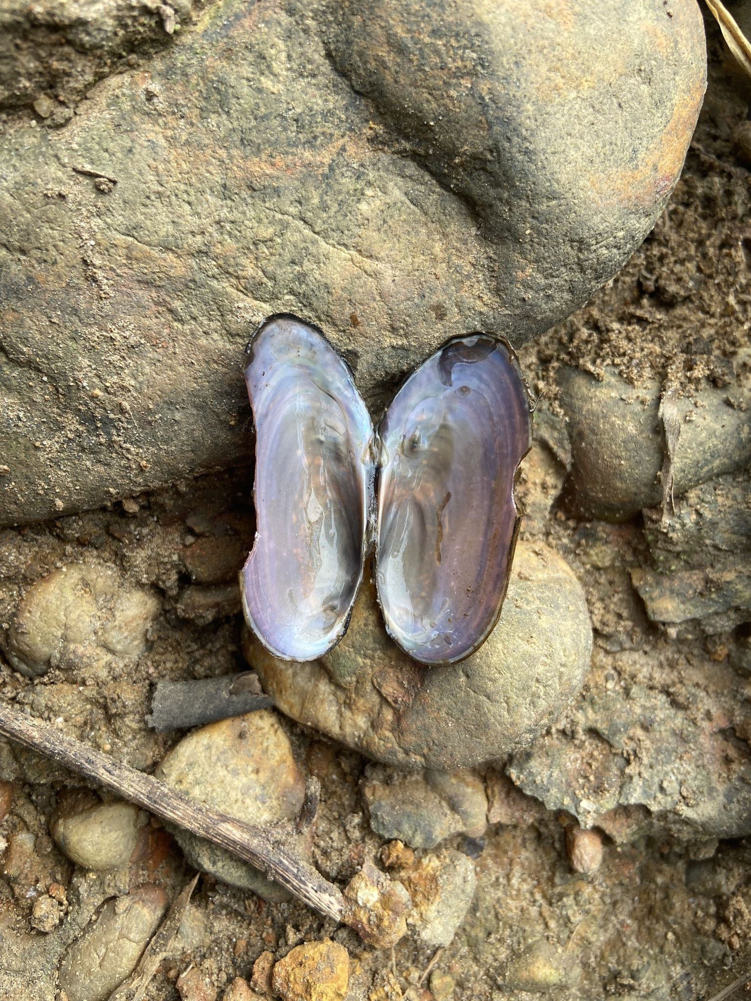 gbif image for Aspatharia pfeifferiana