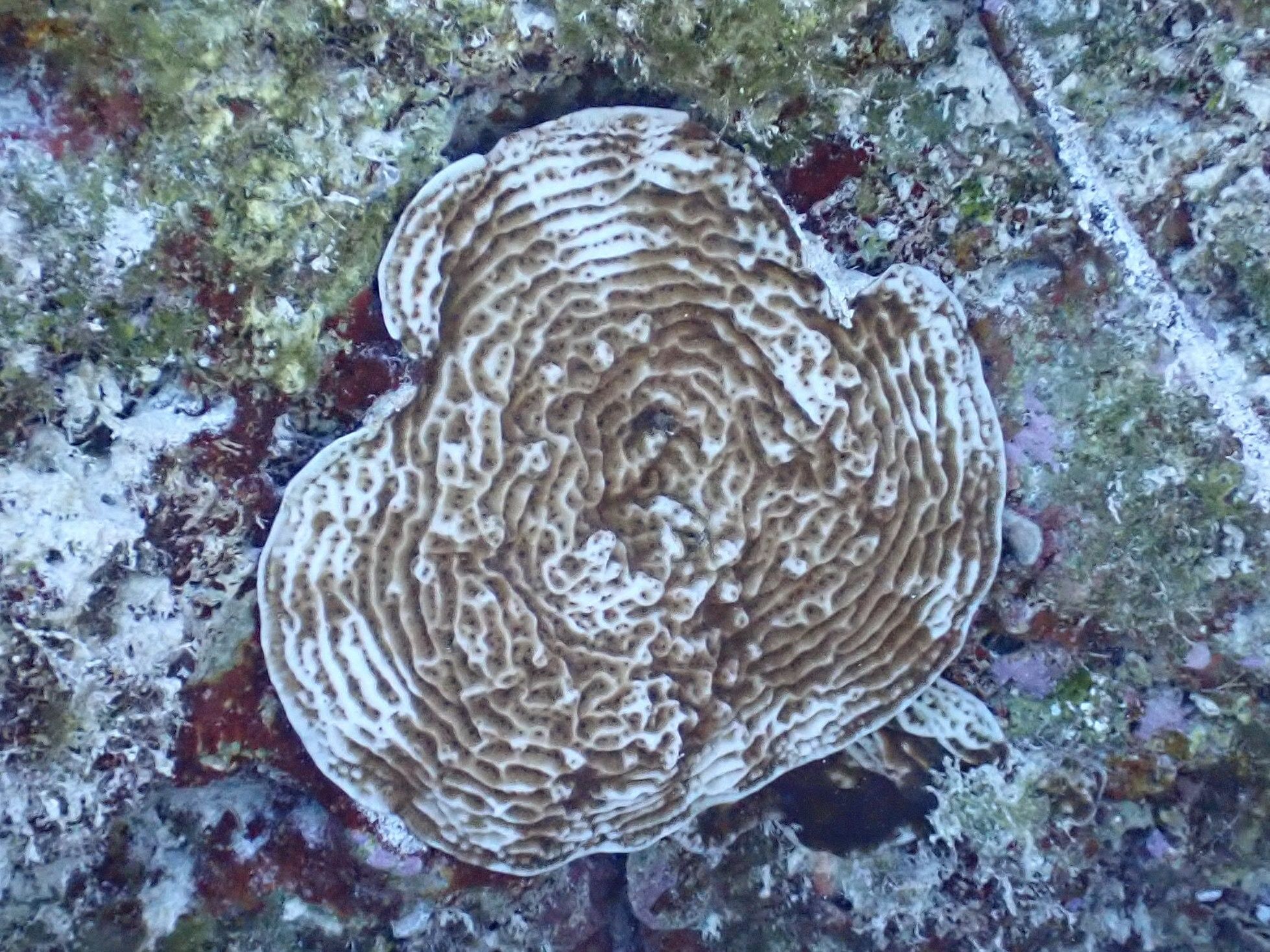 gbif image for Agaricia fragilis