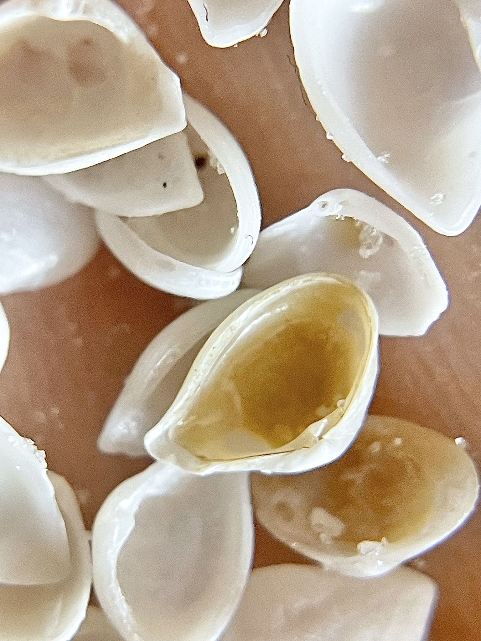 gbif image for Corbula caribaea