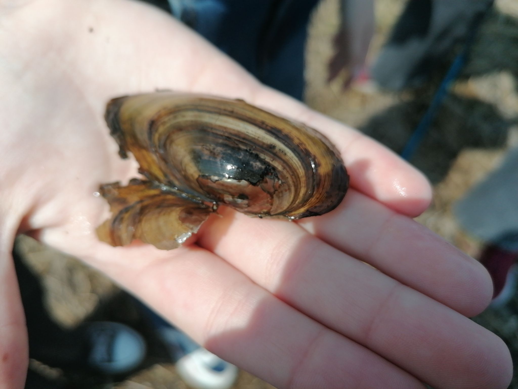 gbif image for Amuranodonta kijaensis