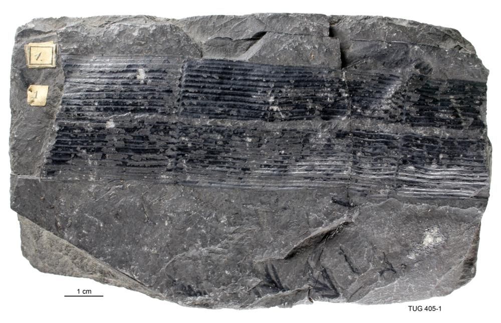 gbif image for Calamites suckowii