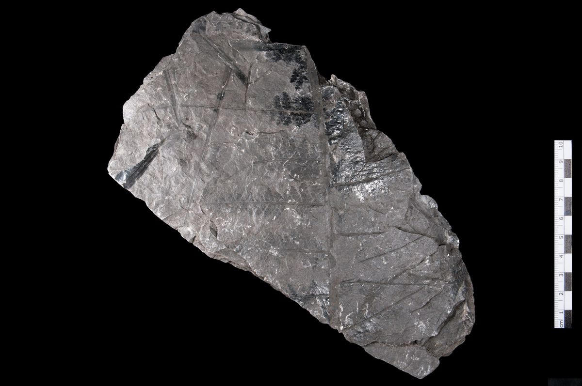 gbif image for Sphenopteris elegans