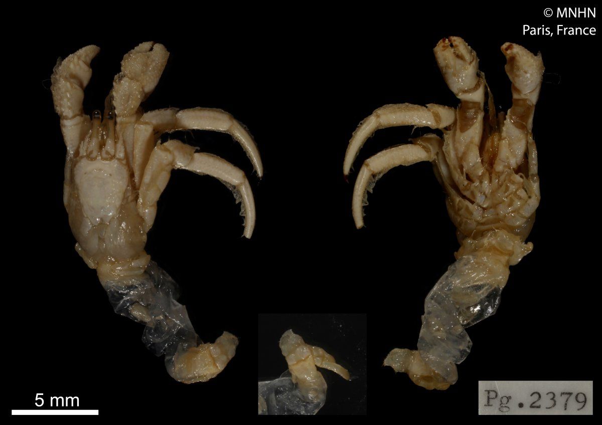 gbif image for Paguristes calliopsis