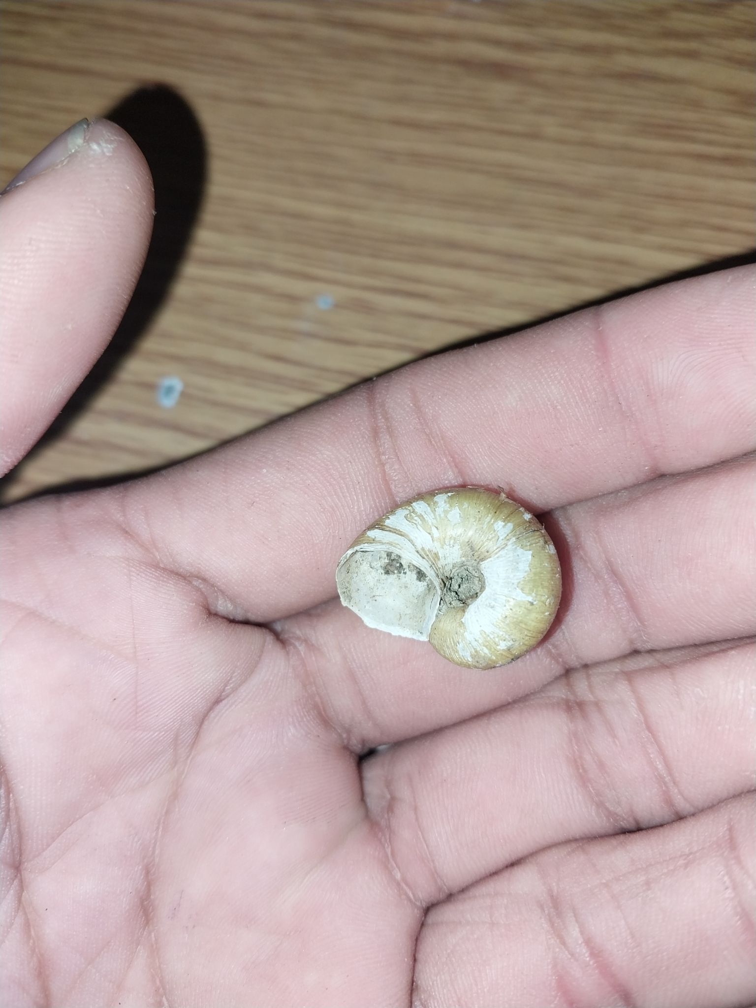 gbif image for Cyclotus translucidus