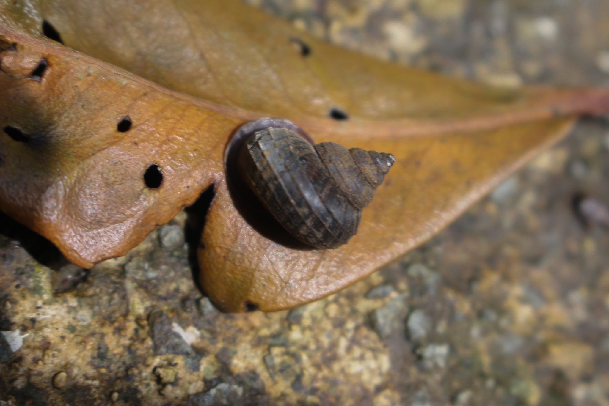 gbif image for Leptopoma atricapillum