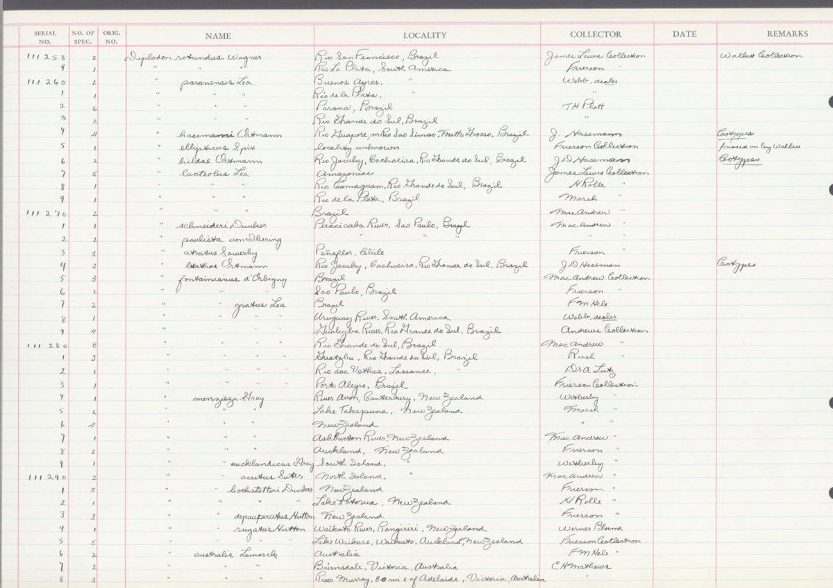 gbif image for Diplodon fontainianus