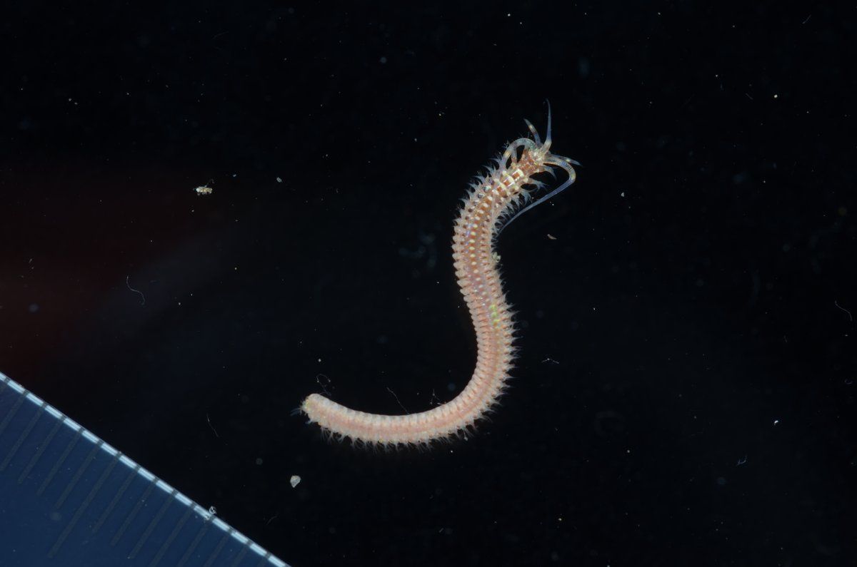 gbif image for Onuphis eremita