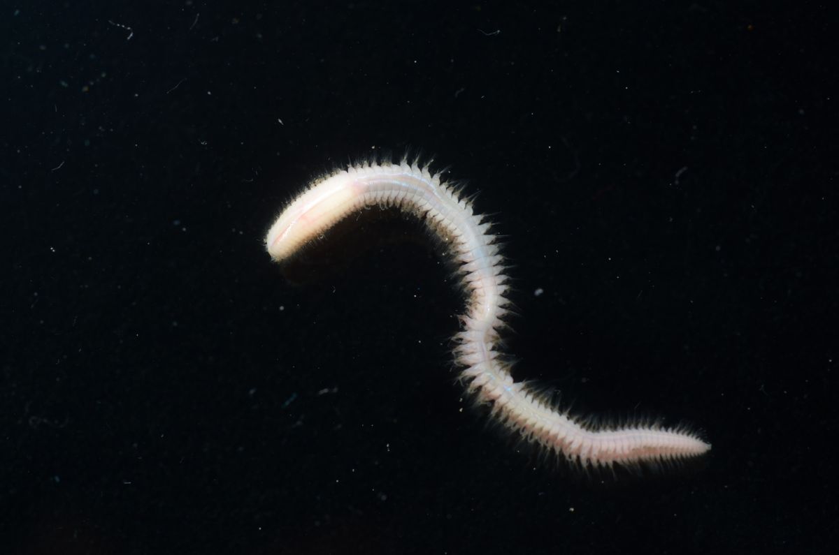 gbif image for Aglaophamus verrilli