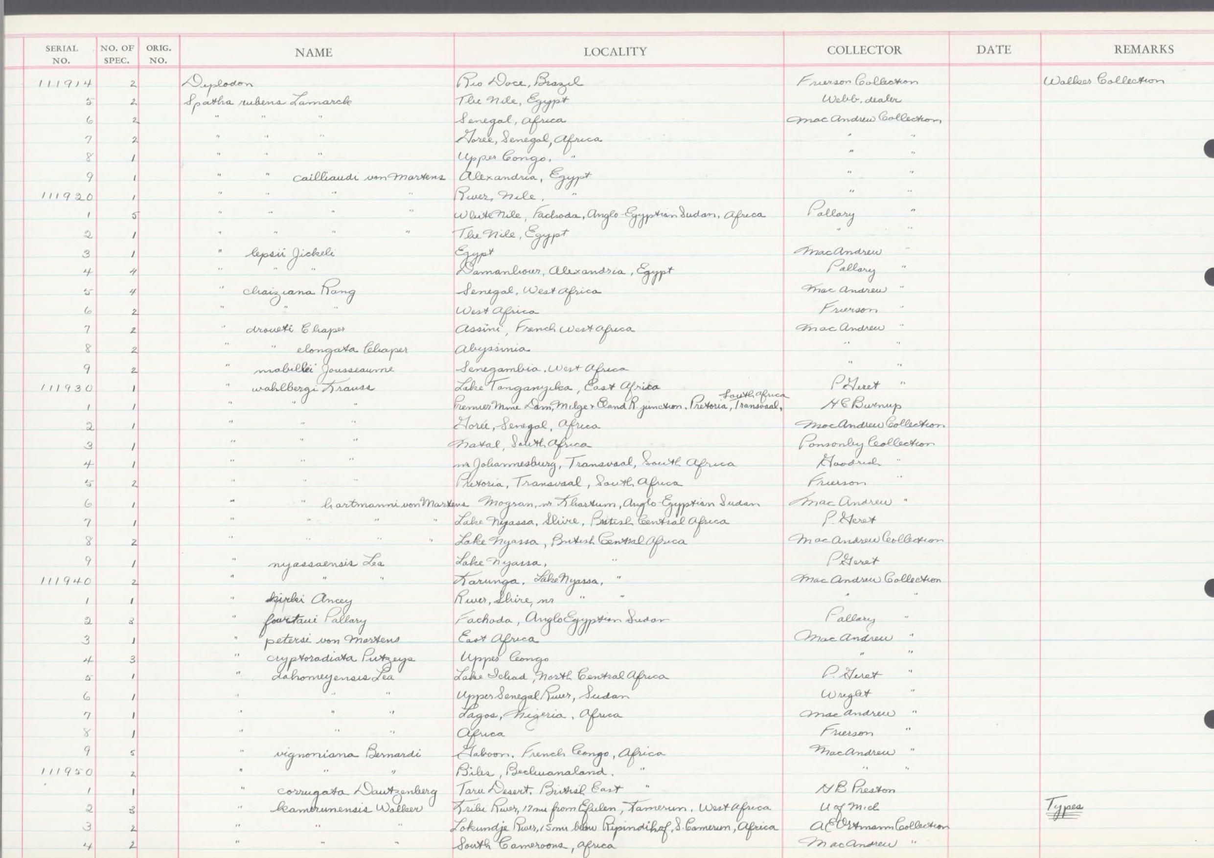 gbif image for Chambardia wissmanni