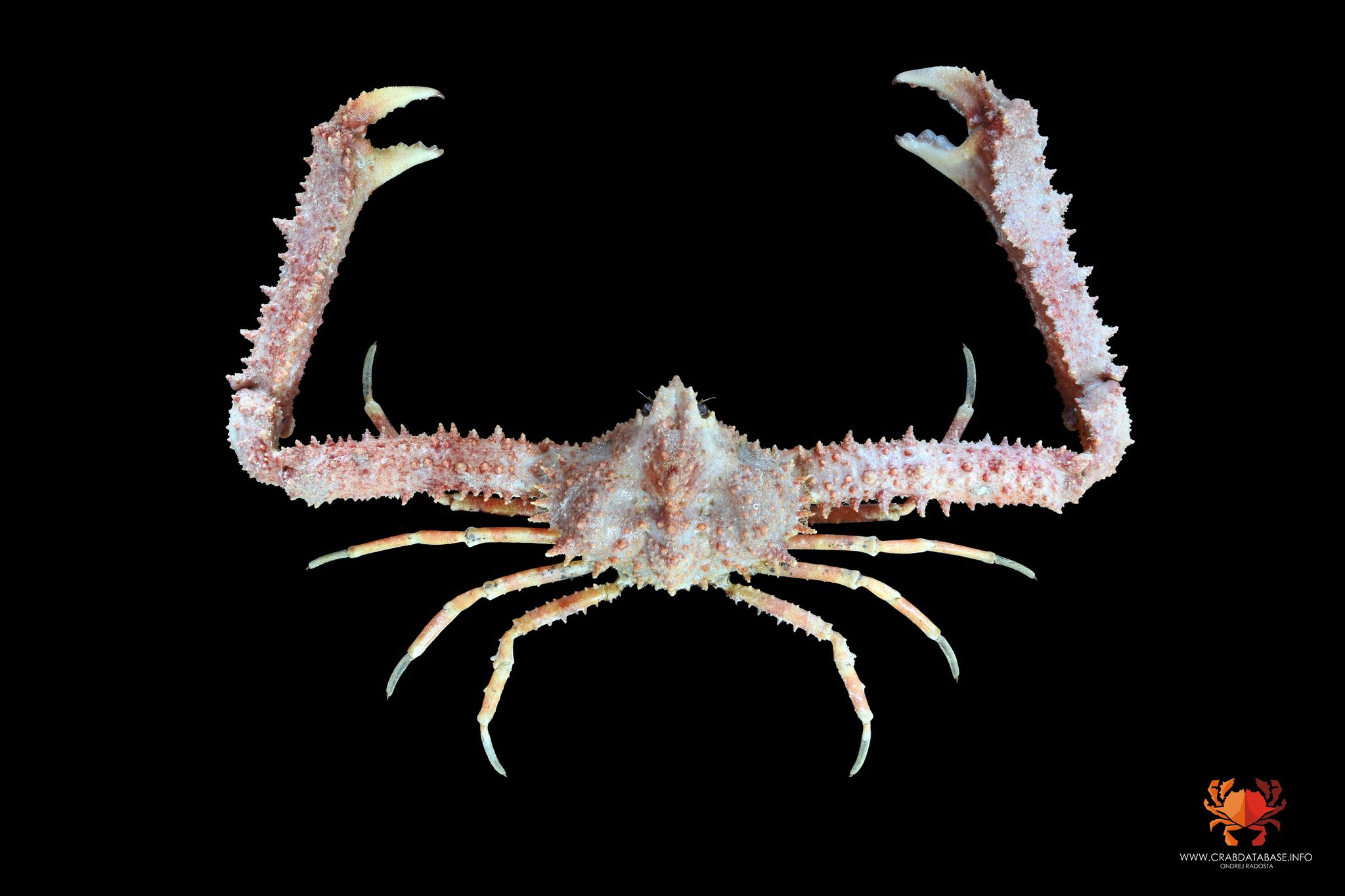 gbif image for Parthenope pourtalesii