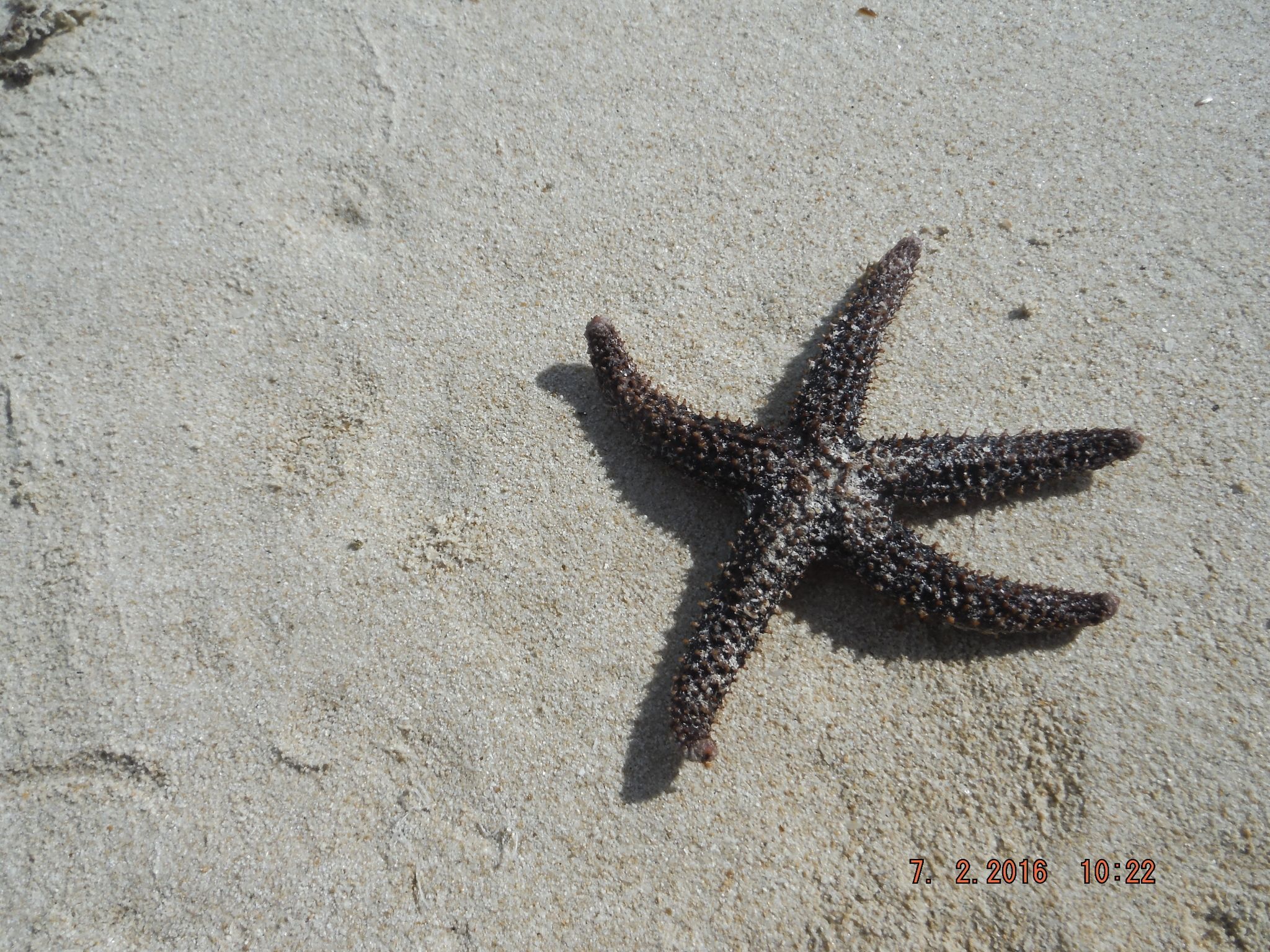 gbif image for Echinaster serpentarius