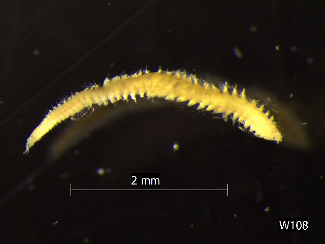 gbif image for Eteone heteropoda