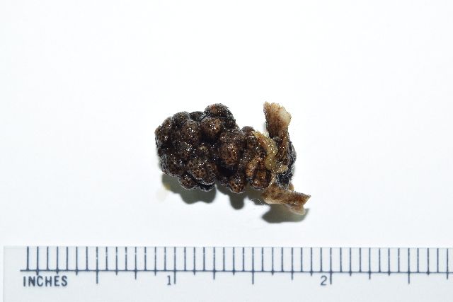 gbif image for Eunicea calyculata