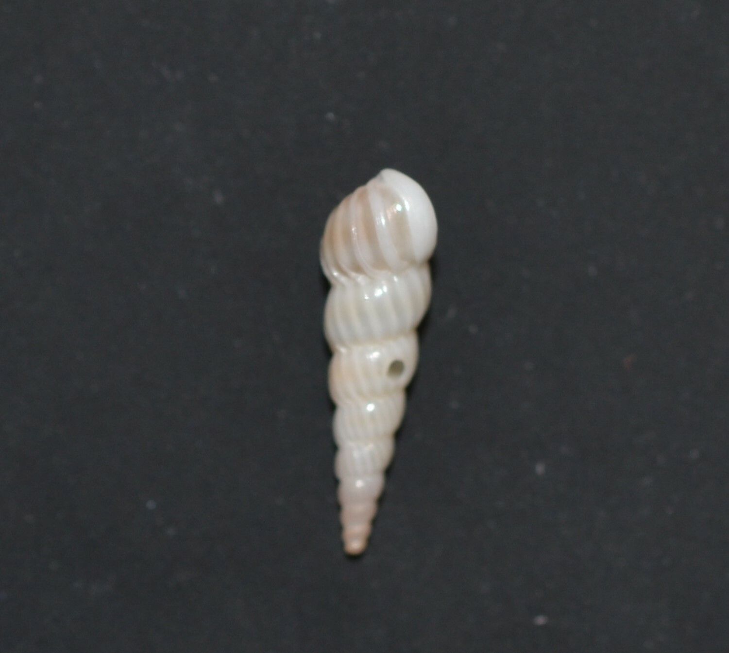 gbif image for Epitonium nautlae