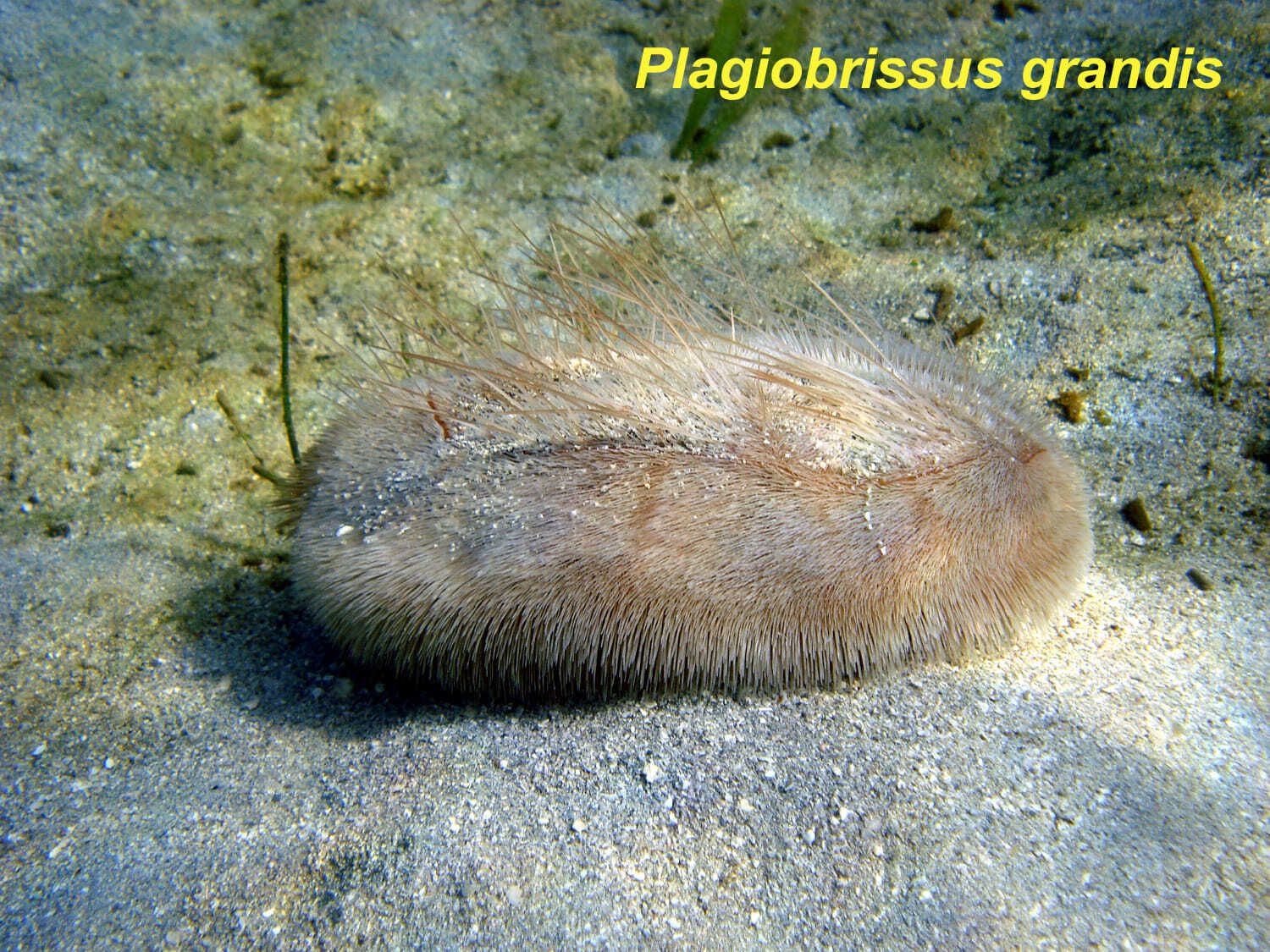 gbif image for Plagiobrissus grandis