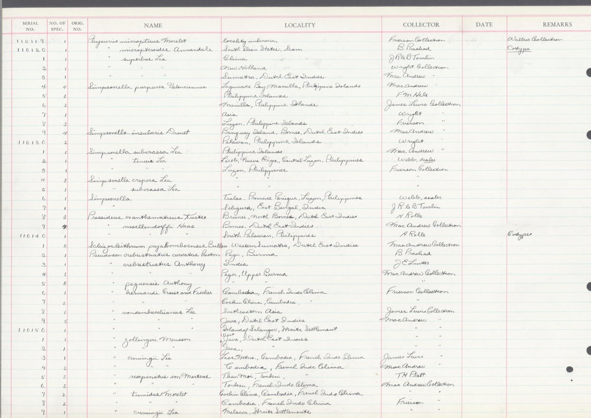 gbif image for Physunio micropteroides