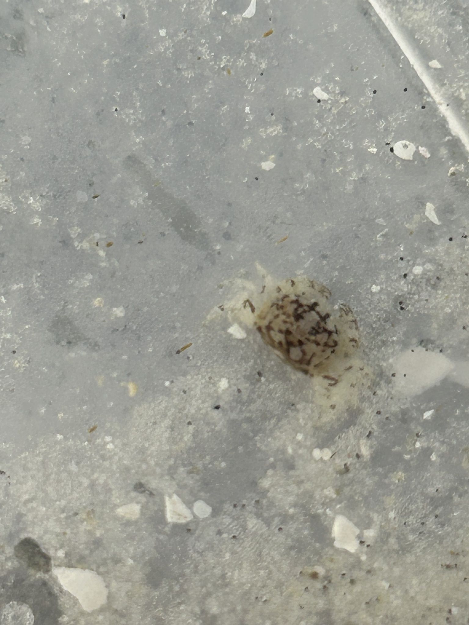 gbif image for Dissodactylus mellitae