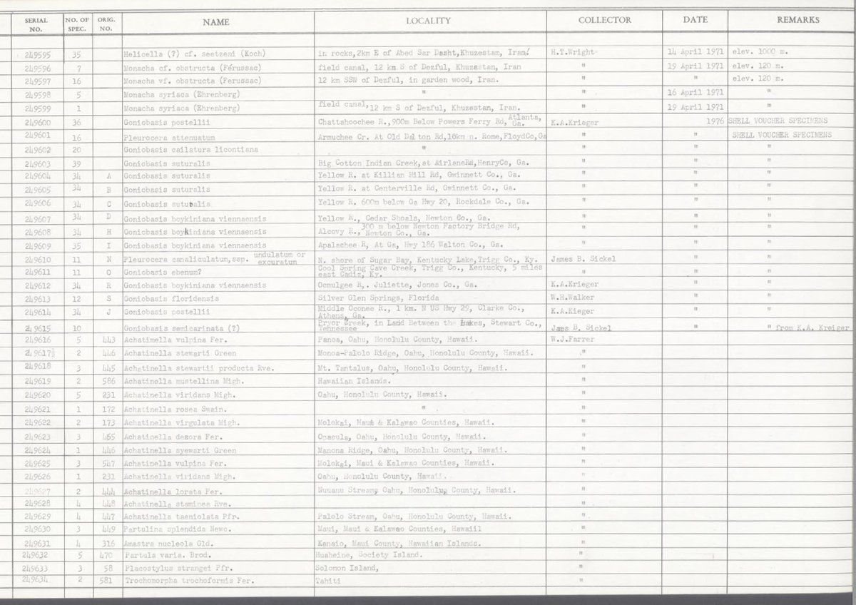 gbif image for Elimia ebenum