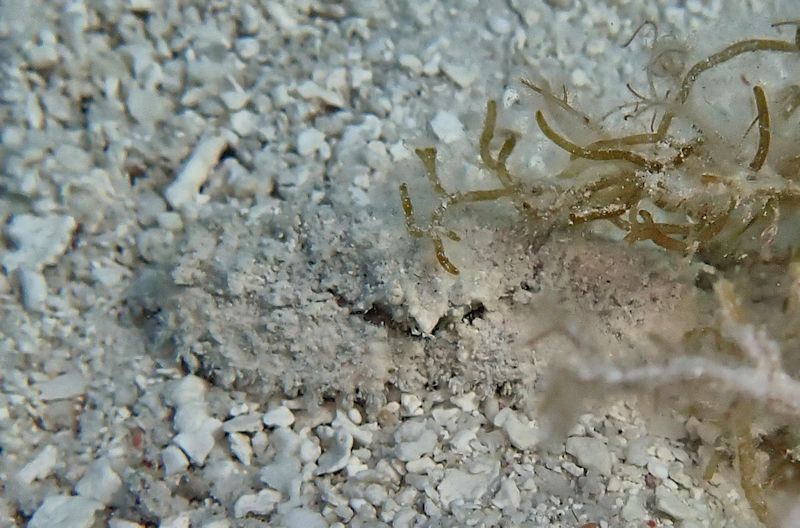 gbif image for Parthenope granulata