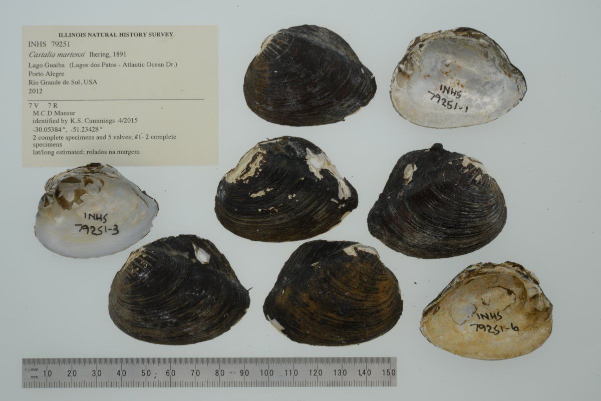 gbif image for Castalia martensi