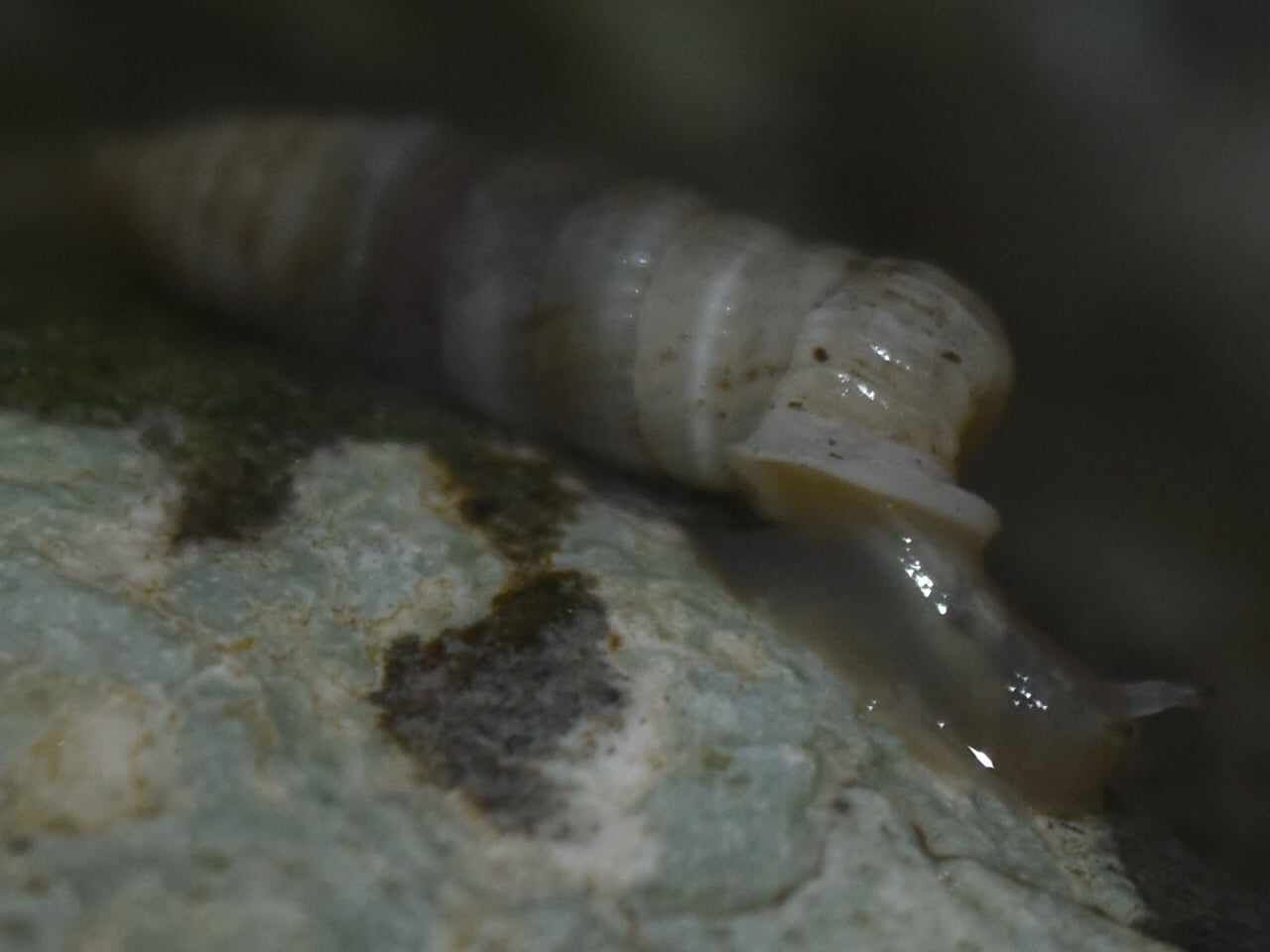 gbif image for Holospira goldfussi