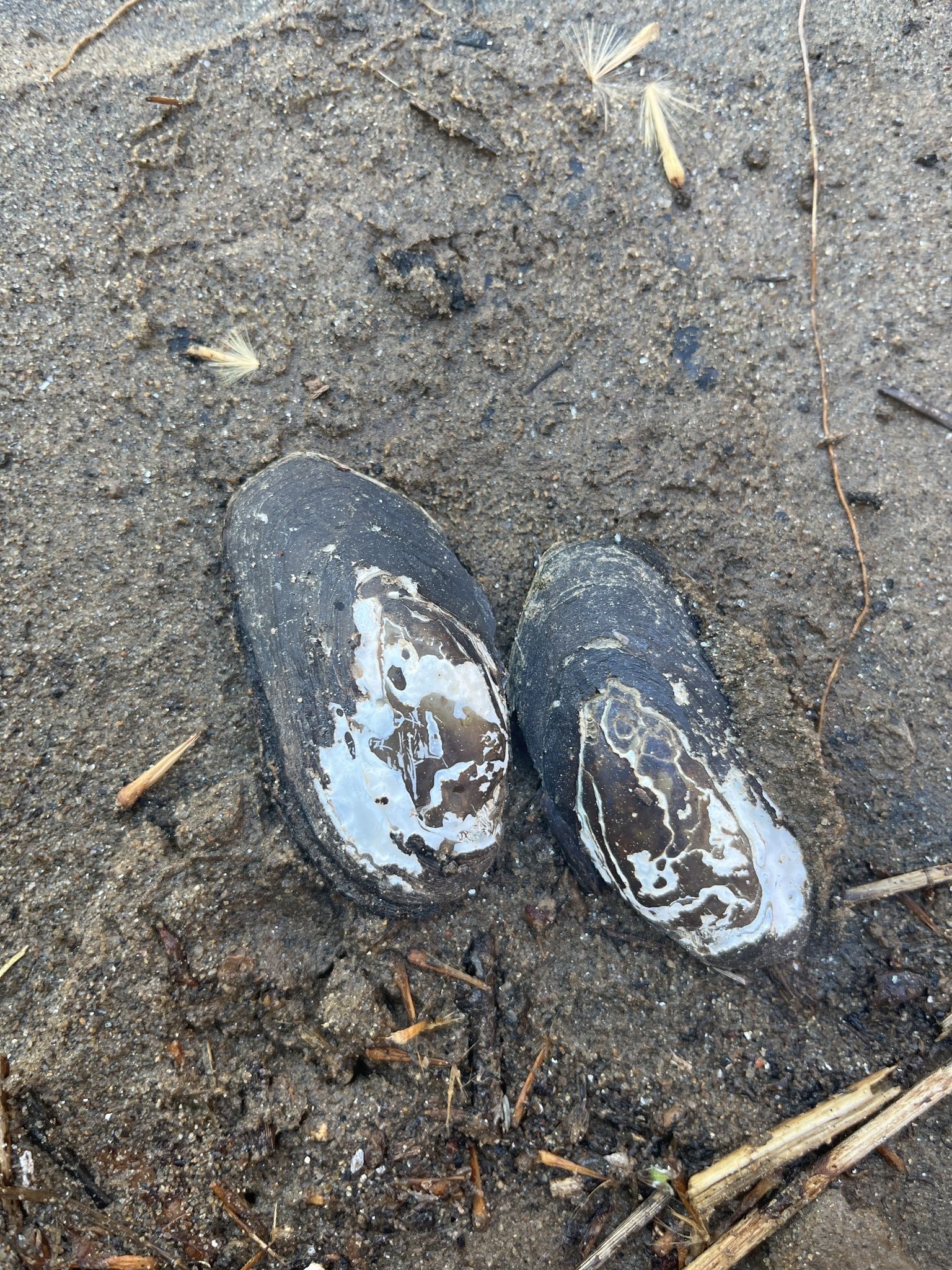 gbif image for Elliptio roanokensis