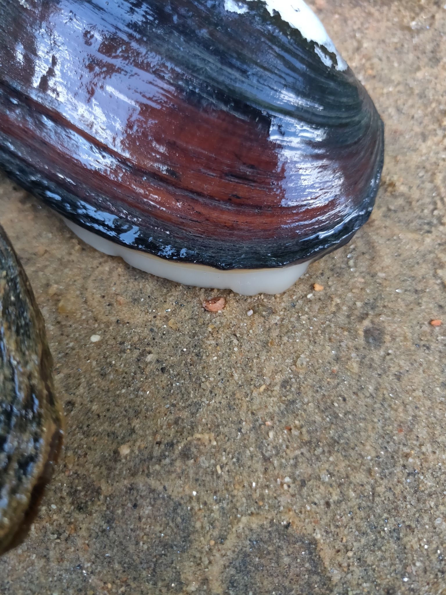 gbif image for Elliptio hopetonensis