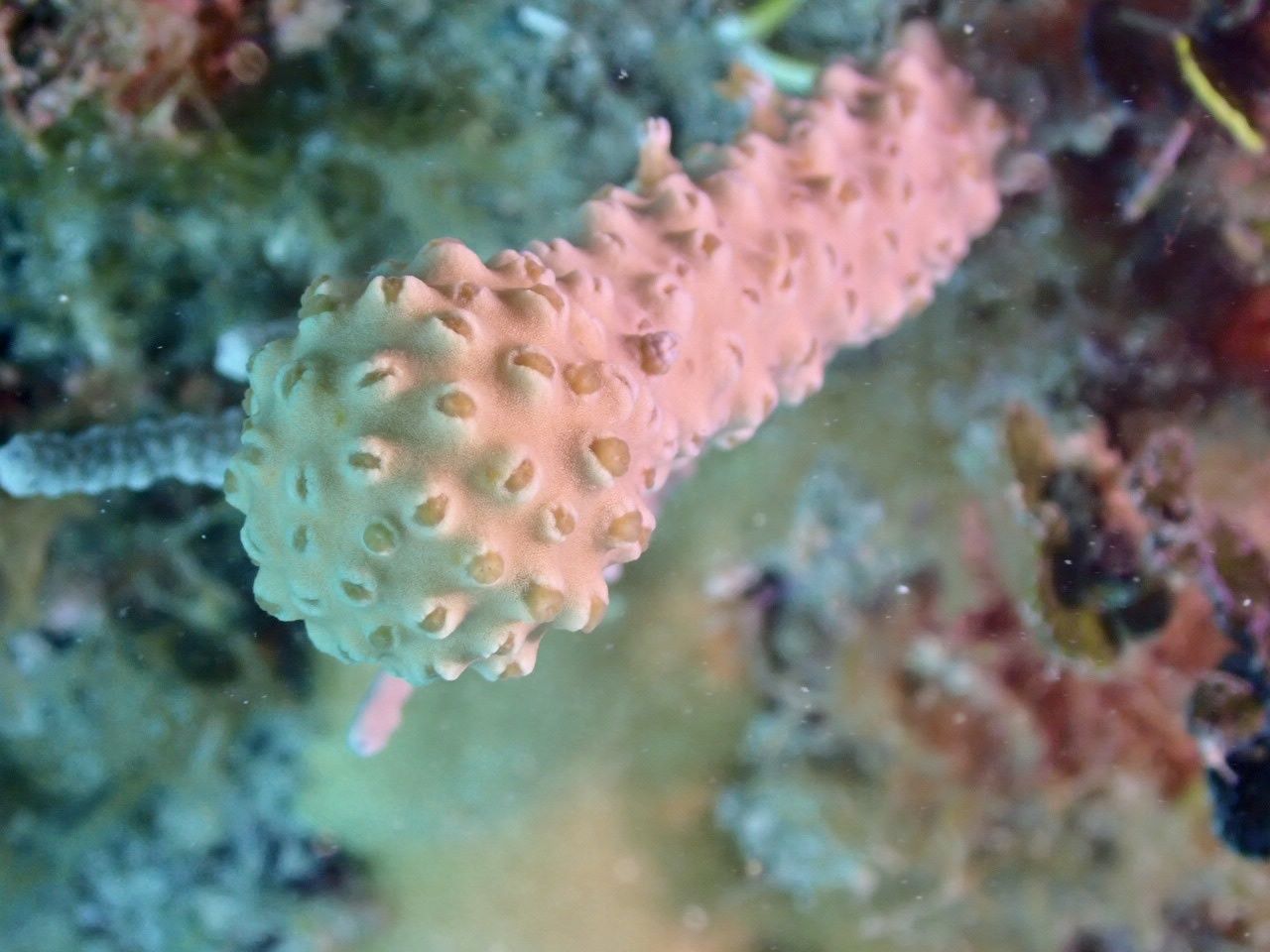 gbif image for Plexaurella fusifera