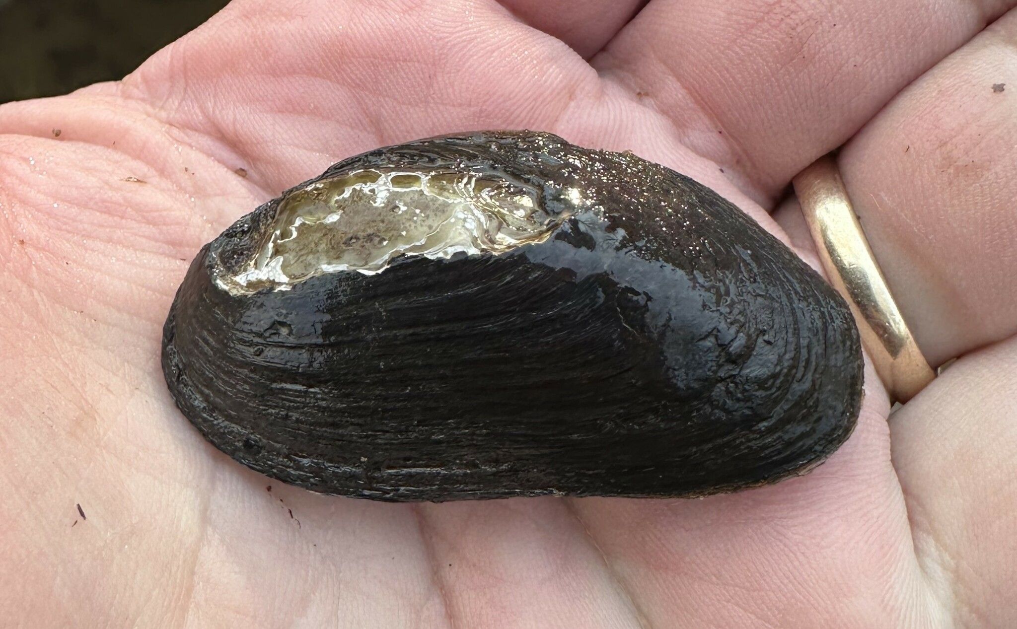 gbif image for Elliptio arctata