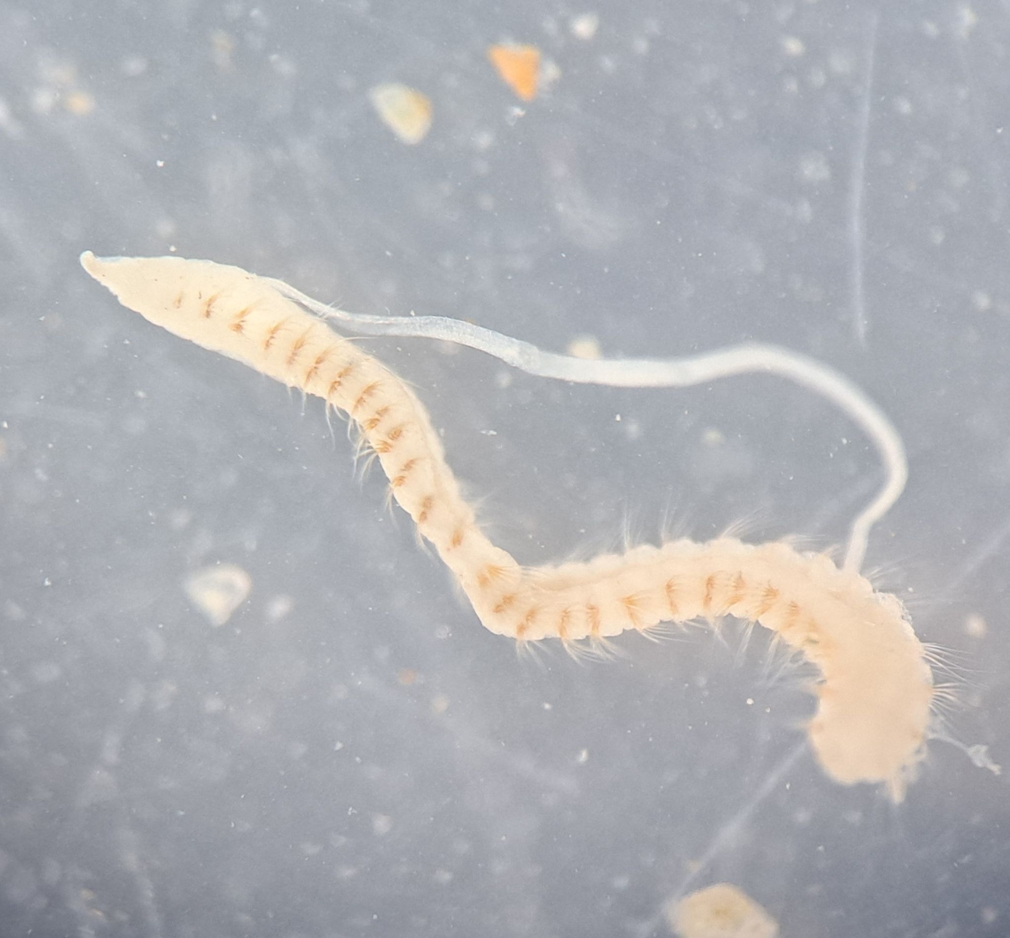 gbif image for Cossura soyeri