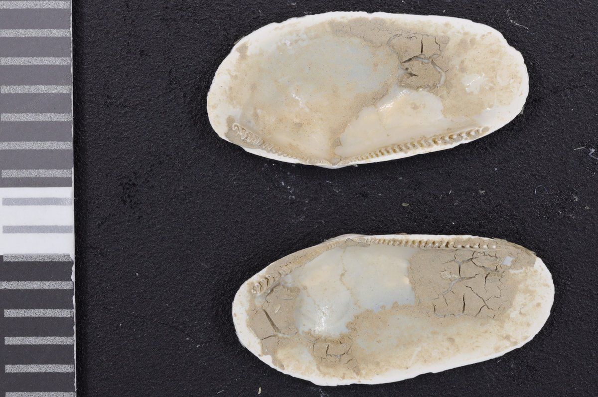 gbif image for Yoldia solenoides