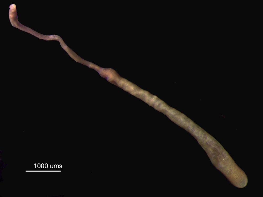 gbif image for Golfingia trichocephala