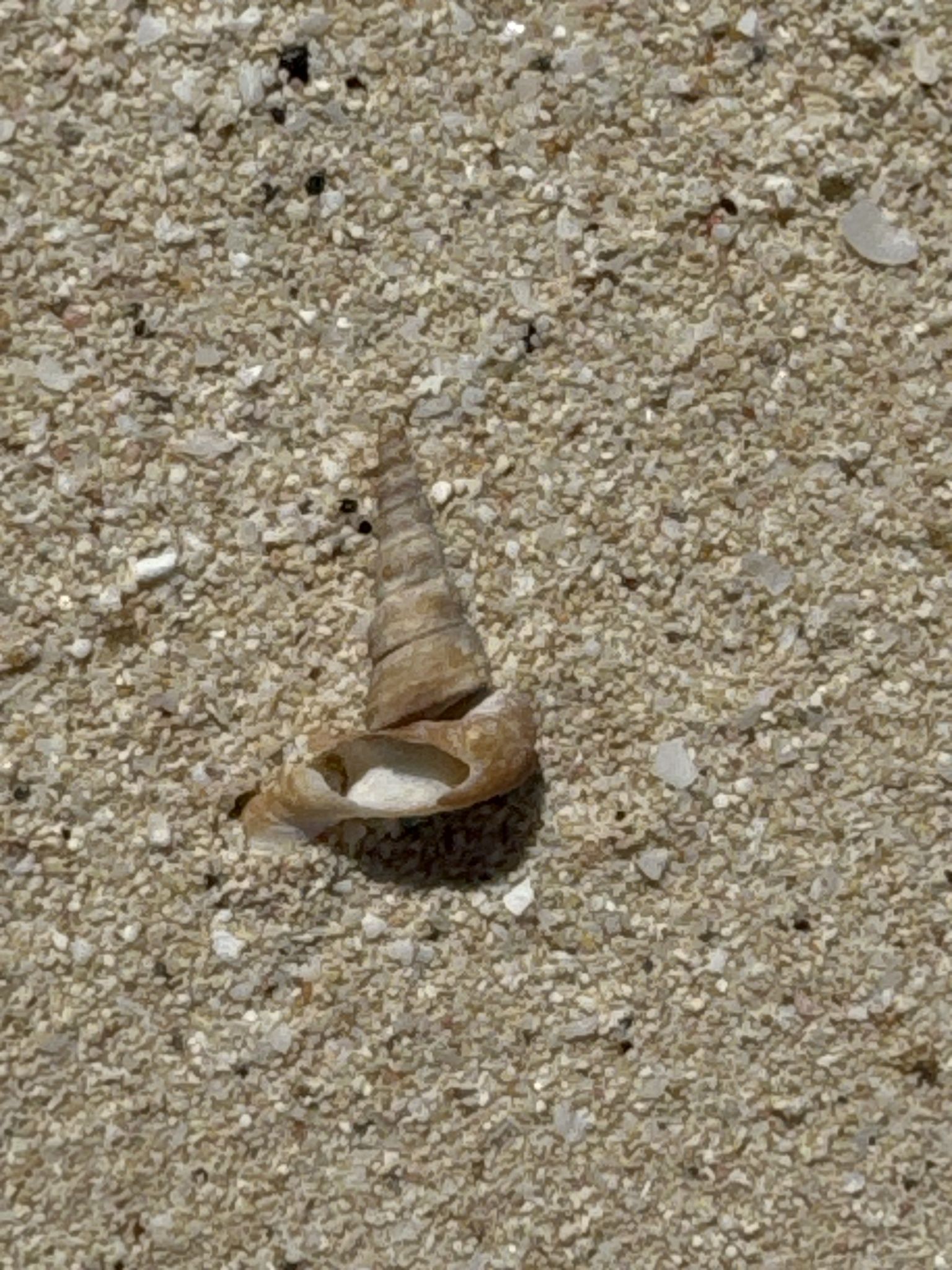 gbif image for Vermicularia spirata