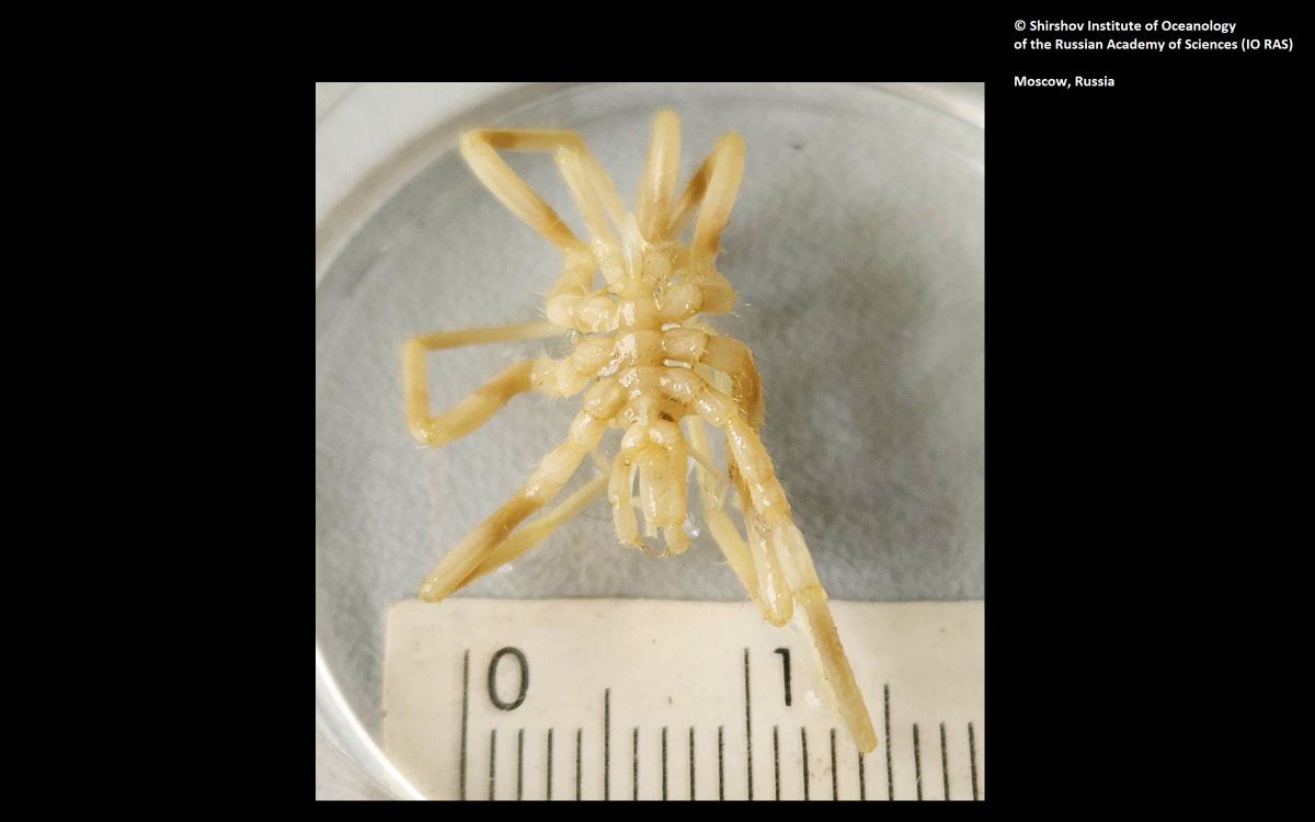 gbif image for Nymphon australe