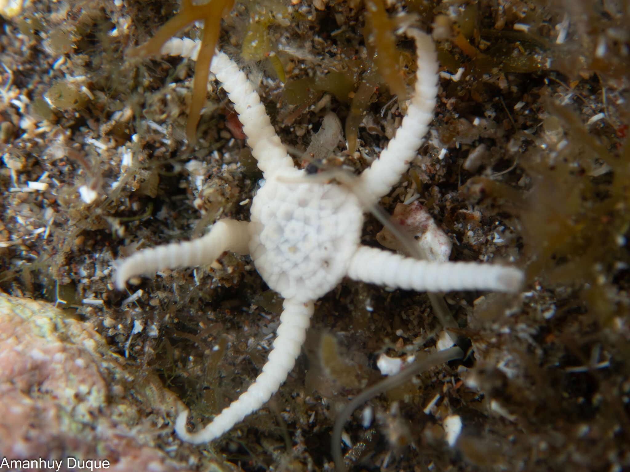 gbif image for Ophiolepis paucispina