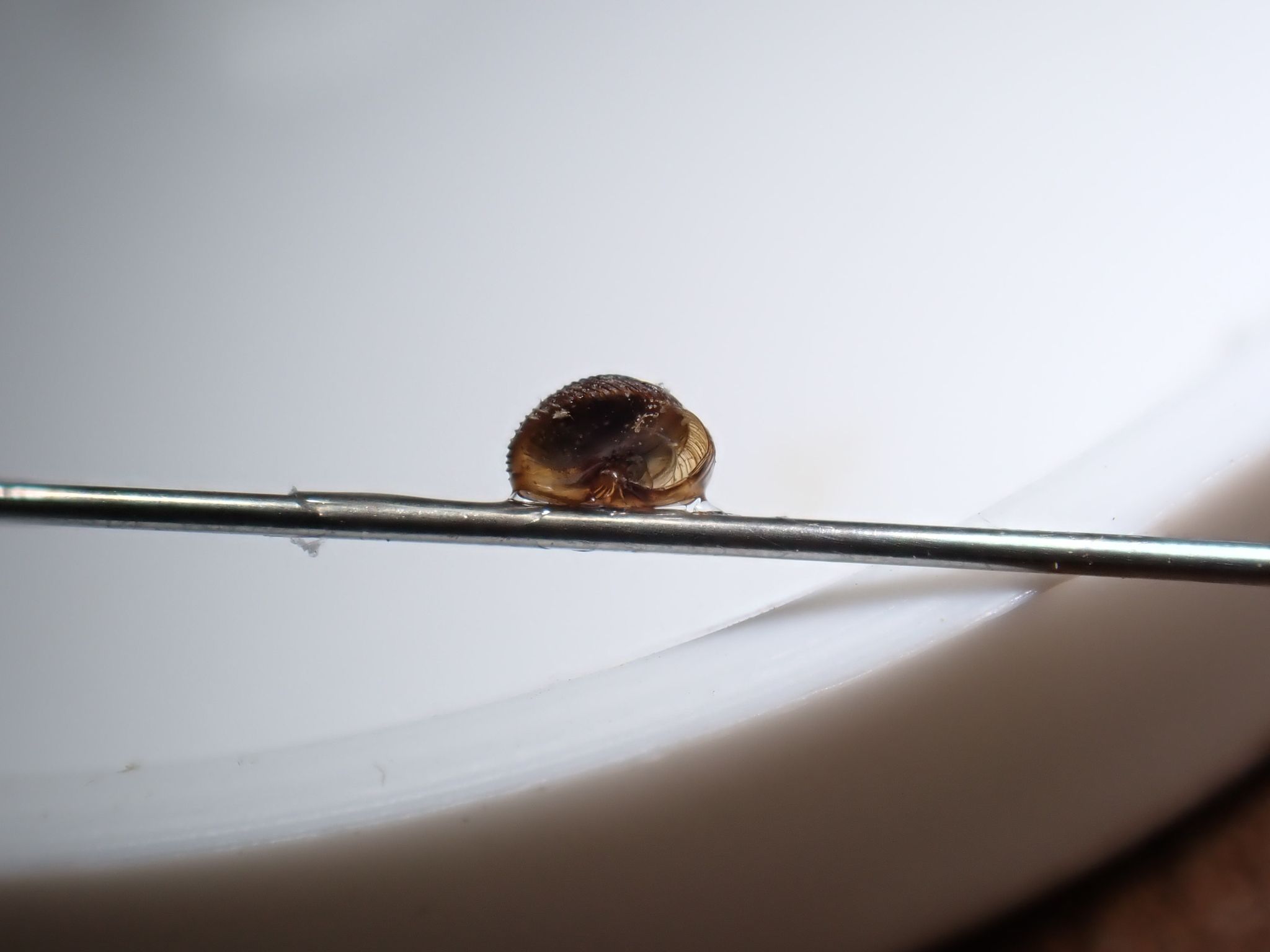 gbif image for Strobilops aeneus