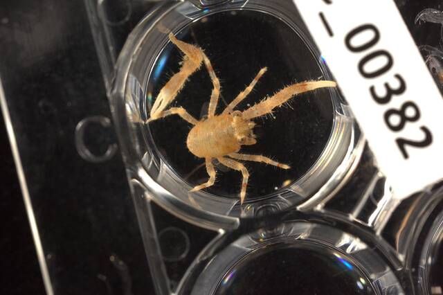 gbif image for Galathea rostrata