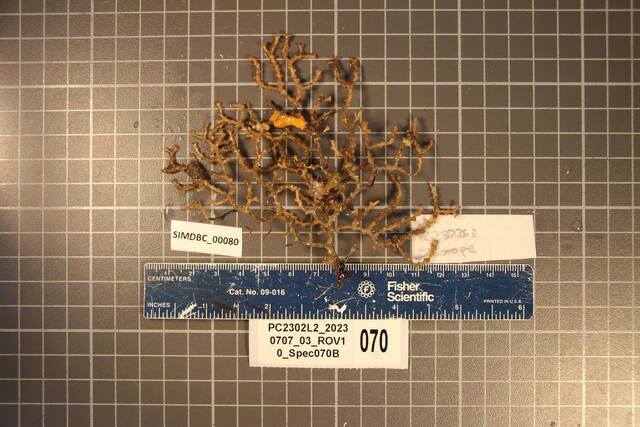 gbif image for Scleracis guadaloupensis