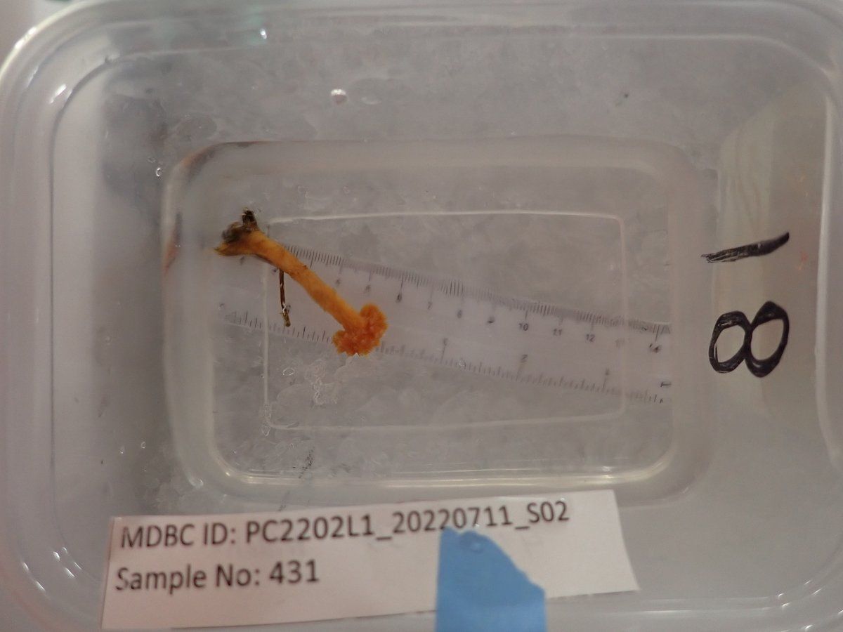 gbif image for Nidalia occidentalis