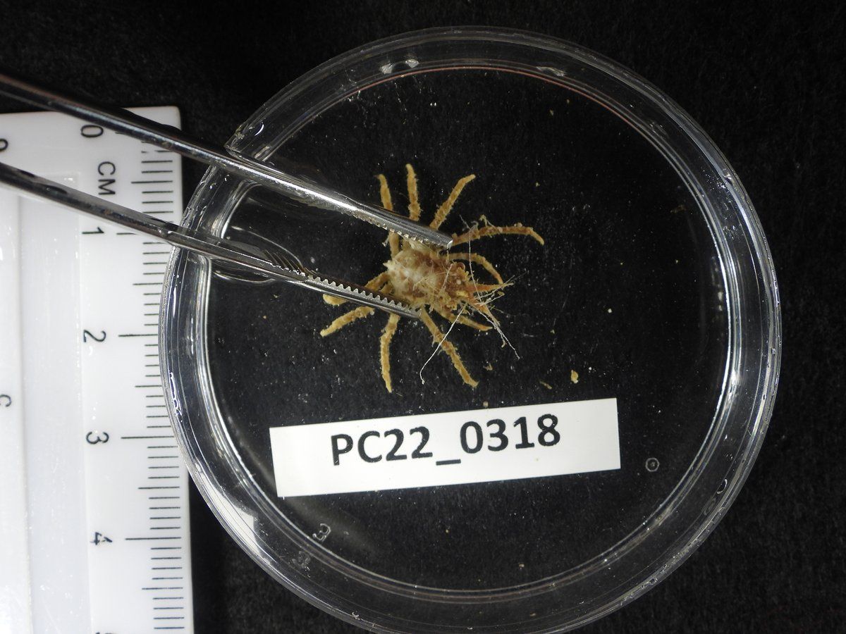 gbif image for Nibilia antilocapra