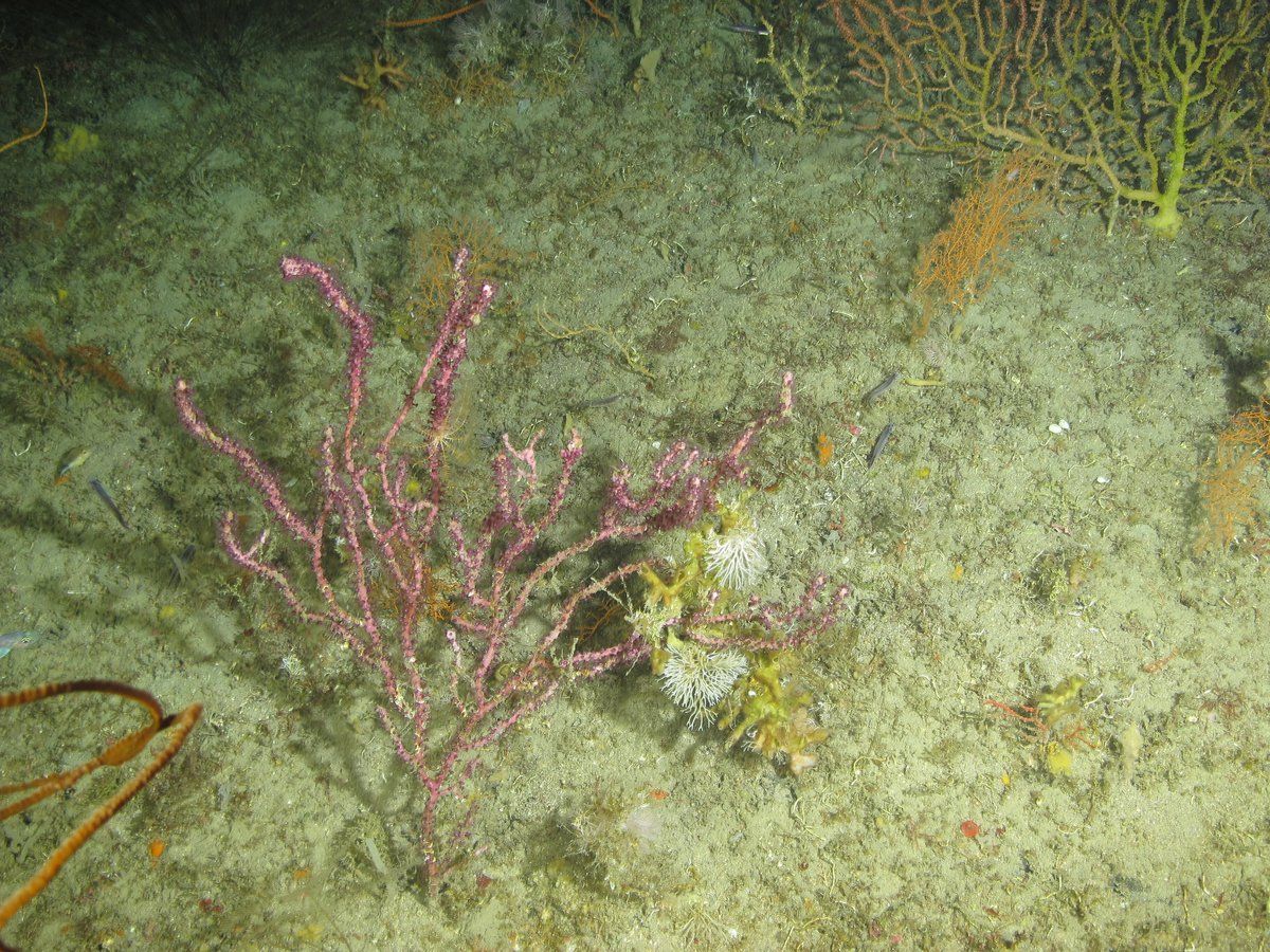 gbif image for Hypalometra defecta