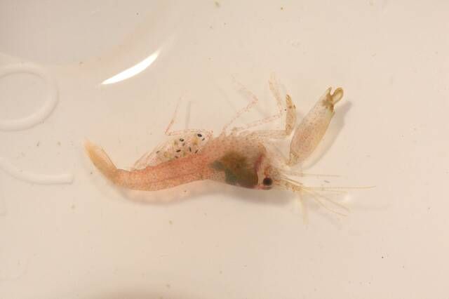 gbif image for Synalpheus townsendi