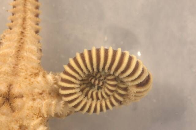 gbif image for Asteroporpa annulata