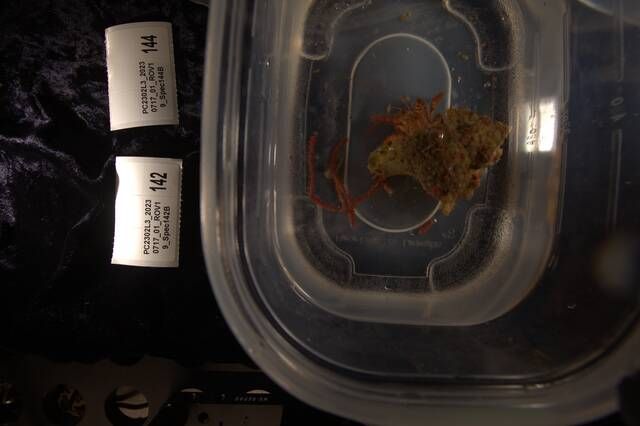 gbif image for Dardanus insignis